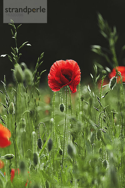 Roter Mohn wächst auf einem sonnigen Feld