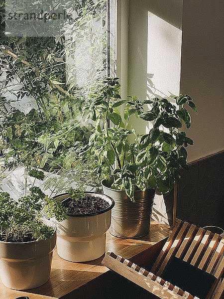 Topfpflanzen  die im sonnigen Fenster wachsen