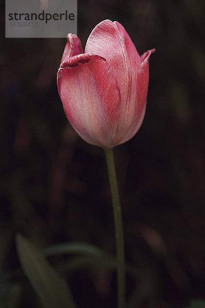 Nahaufnahme schöne rosa Tulpe
