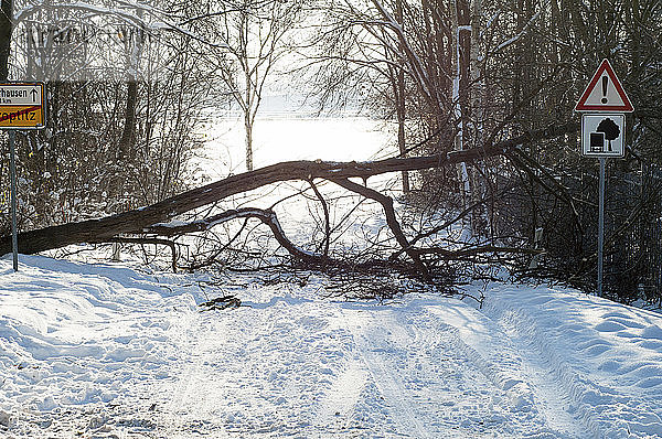 Deutschland  Sachsen  umgestürzter Baum auf Straße im Winter