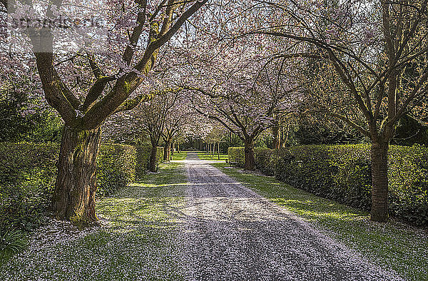 Blühende Kirschbaum-Allee auf einem Grabfeld