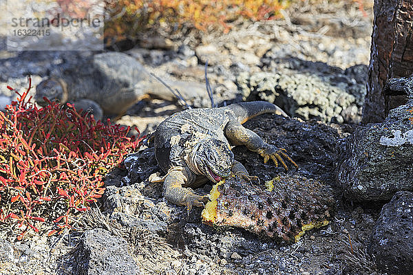 Ecuador  Galapagos-Inseln  Plaza Sur  Essen eines Galapagos-Leguans