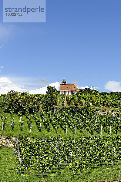 Deutschland  Bad Dürkheim  Weinberg mit Kapelle auf dem Michaelsberg