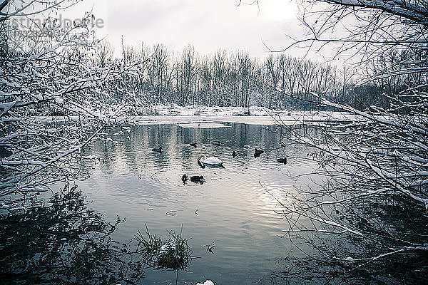 Deutschland  Bayern  Ergolding  Teich mit Vögeln und Schwan im Winter
