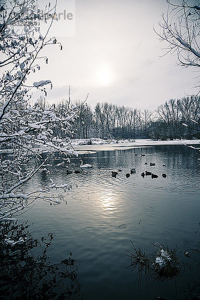 Deutschland  Bayern  Ergolding  Teich mit Vögeln und Schwan im Winter