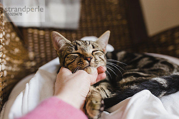 Nahaufnahme einer Frau  die eine Katze streichelt