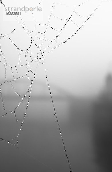 Deutschland  Hamburg  Spinnennetz im Nebel