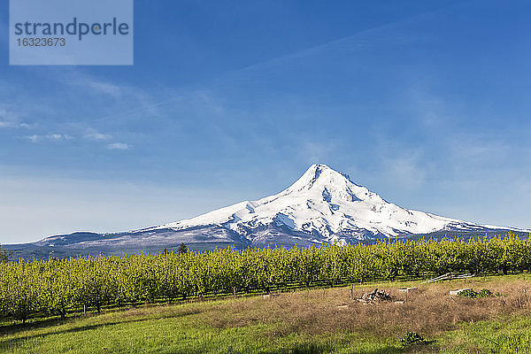 USA  Oregon  Obstbäume am Mount Hood