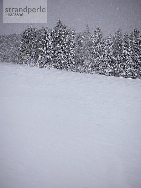 Deutschland  Schwarzwald  Winterlandschaft  Schneesturm