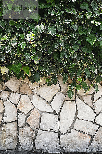 Typische italienische Steinmauer mit Hecke