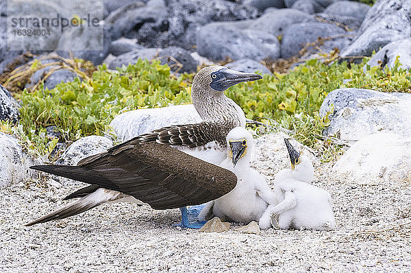 Ecuador  Galapagos-Inseln  San Cristobal  Blaufußtölpel mit Küken