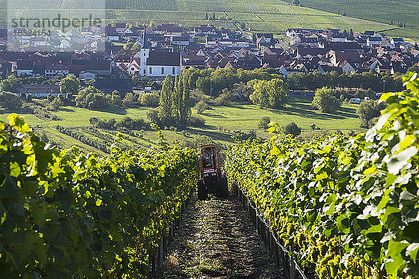 Deutschland  Unterfranken  Weinlese bei Nordheim