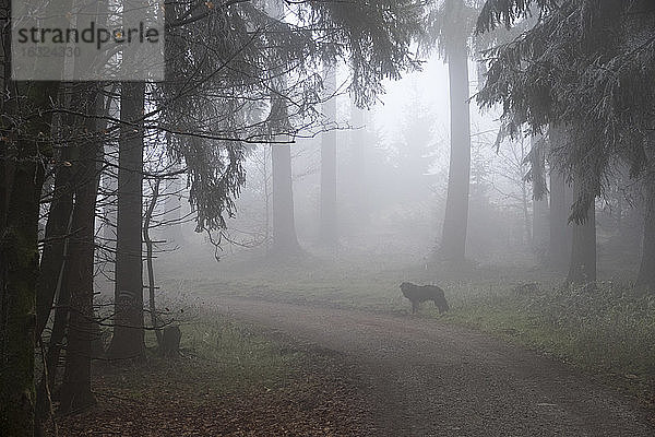 Deutschland  Hessen  Hund auf Waldweg im Taunus