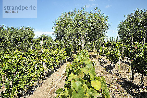 Argentinien  Provinz Mendoza  Maipu  Rebsorte Malbec  Weinstock und Olivenbäume