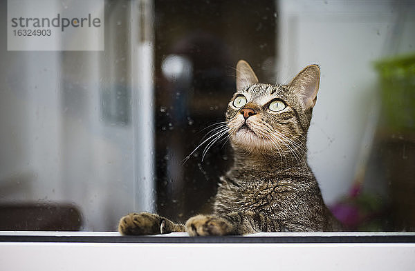 Getigerte Katze schaut durch ein nasses Fenster nach oben