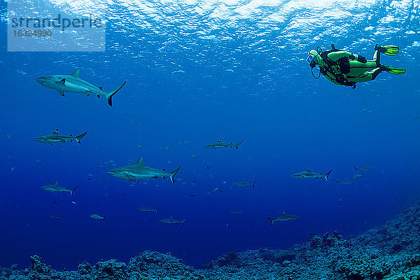 Ozeanien  Mikronesien  Yap  Taucher mit Grauen Riffhaien  Carcharhinus amblyrhynchos