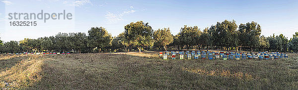 Griechenland  Bienenstöcke auf einem Feld mit Bäumen im Hintergrund