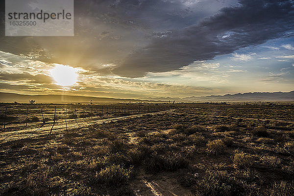 Afrika  Südafrika  Westkap  Straußenfarm bei Sonnenuntergang