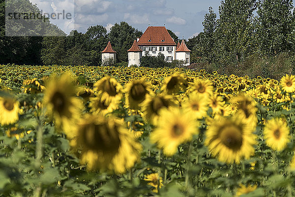 Deutschland  München  Obermenzing  Blick auf Schloss Blutenburg mit Sonnenblumenfeld im Vordergrund