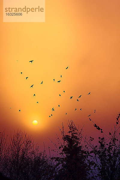 Silhouetten von Vögeln fliegen vor dem Morgenhimmel bei Sonnenaufgang