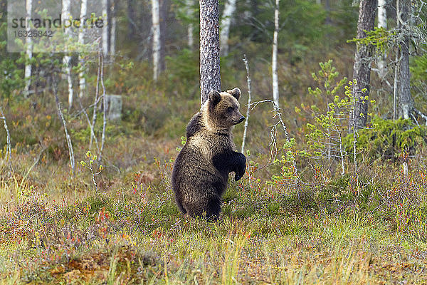 Finnland  Nordkarelien  junger Braunbär im Wald