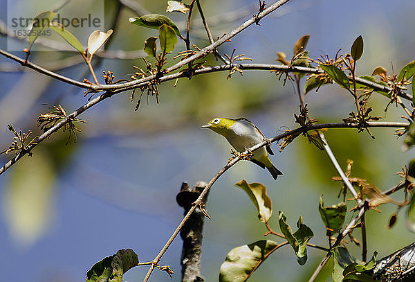 Thailand  Chiang Mai  Doi Inthanon  Kastanienflanken-Brillenvogel  Zosterops erythropleurus