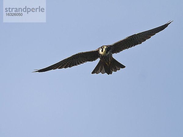 Baumfalke  Falco subbuteo  fliegend