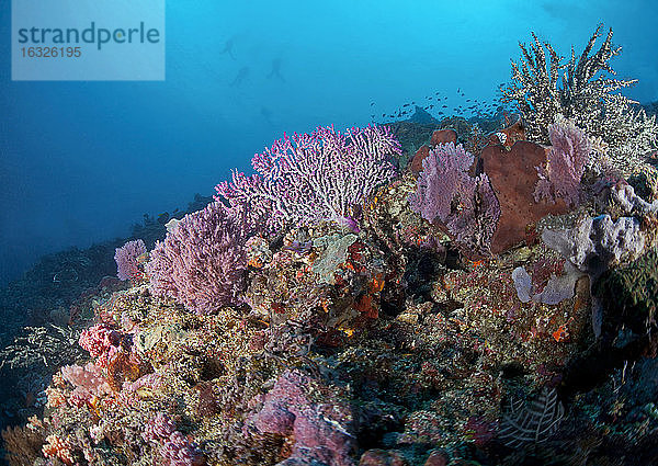 Indonesien  Bali  Nusa Lembongan  Riff mit rosa Fächern