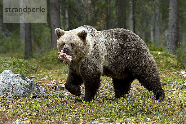 Finnland  Nordkarelien  Braunbär mit Beute im Wald