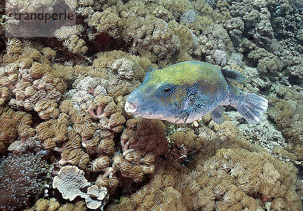 Indonesien  Bali  Nusa Lembongan  Blaupunkt-Kugelfisch  Arothron caeruleopunctatus