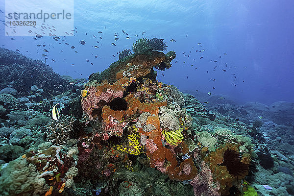 Indonesien  Bali  Nusa Lembongan  Korallenriff und tropische Fische