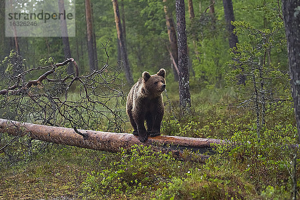 Finnland  Braunbär  Ursus arctos  stehend auf Baumstamm