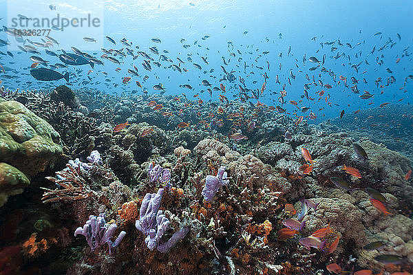 Indonesien  Bali  Nusa Lembongan  Korallenriff und Lyretail Anthias  Pseudanthias squamipinnis
