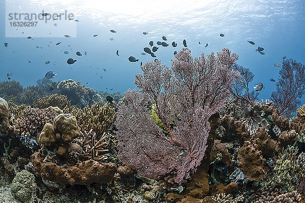 Indonesien  Bali  Riffbarsche und Scherenschwanz-Sergeanten  Korallenriff