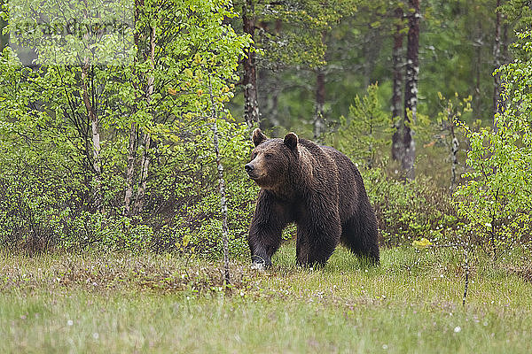 Finnland  Braunbär  Ursus arctos  männlich
