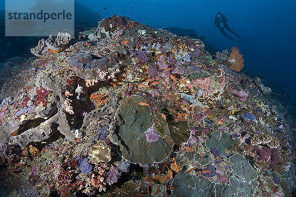 Indonesien  Bali  Nusa Lembongan  Korallenriff mit Lyretail Anthias  Pseudanthias squamipinnis