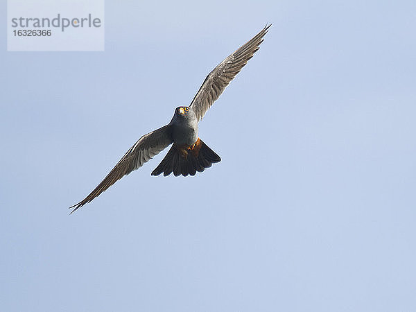 Männlicher Rotfußfalke  Falco vespertinus  im Flug