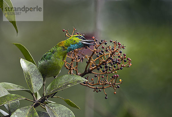 Malaysia  Borneo  Sabah  Kinabalu Park  Goldnacken-Bartvogel  Psilopogon pulcherrimus