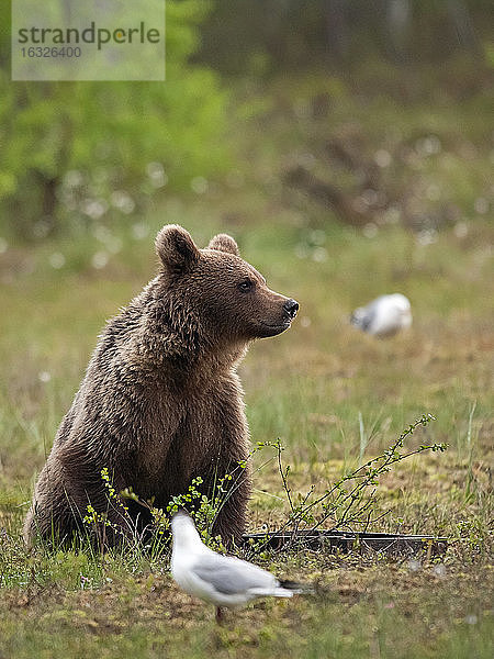 Finnland  Braunbär  Ursus arctos