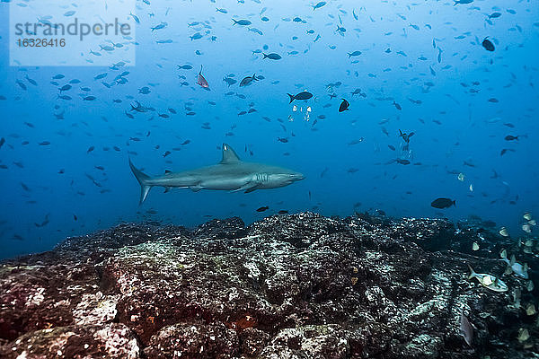 Costa Rica  Galapagos-Hai  Carcharhinus galapagensis und Fische