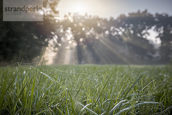 Sonnenstrahlen  Schenefeld  Kreis Pinneberg  Schleswig-Holstein  Deutschland  Europa