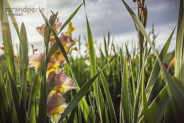 Blumenfeld  Schenefeld  Kreis Pinneberg  Schleswig-Holstein  Deutschland  Europa