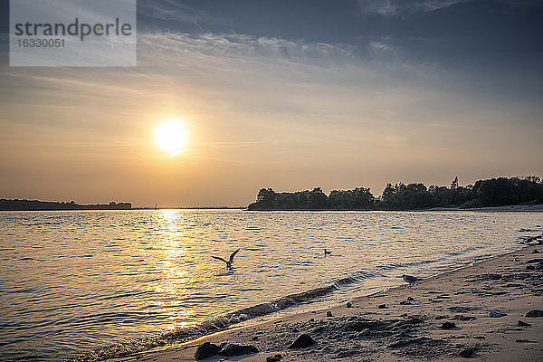 Flussufer der Elbe  Kreis Pinneberg  Schleswig-Holstein  Deutschland  Europa