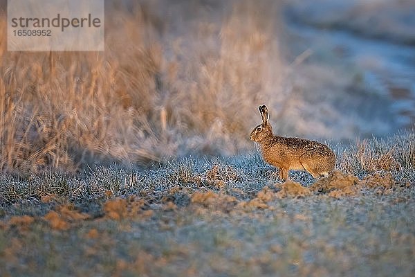 Feldhase (Lepus europaeus) Biosphärenreservat Mittelelbe  Sachsen-Anhalt