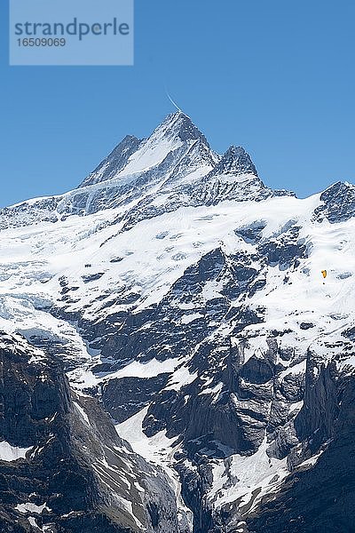 Sicht auf das Schreckhorn  Grindelwald  Schweiz  Europa
