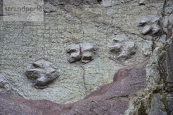 Dinosaurierspuren in einer senkrechten Felswand  Ruta 111  bei Huaraz  Regio Ancash  Peru  Südamerika