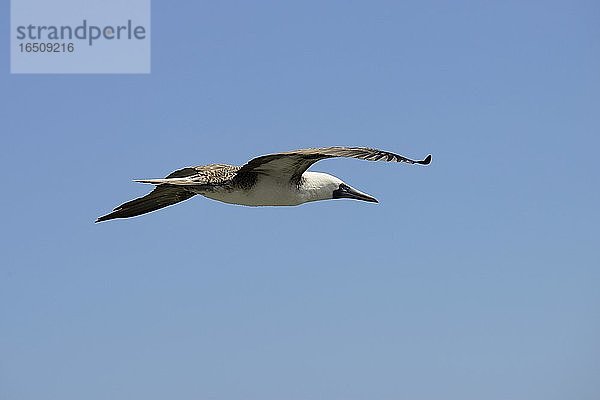 Guanotölpel  auch Peruanischer Tölpel (Sula variegata) im Flug  Chimbote  Region Ancash  Peru  Südamerika