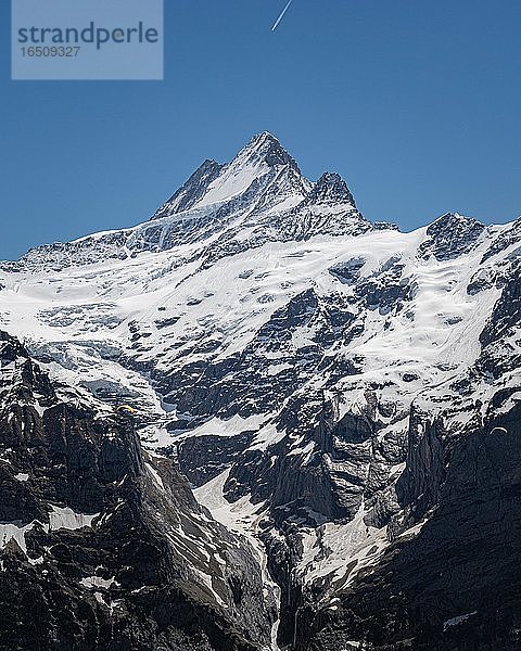 Sicht auf das Schreckhorn  Grindelwald  Schweiz  Europa