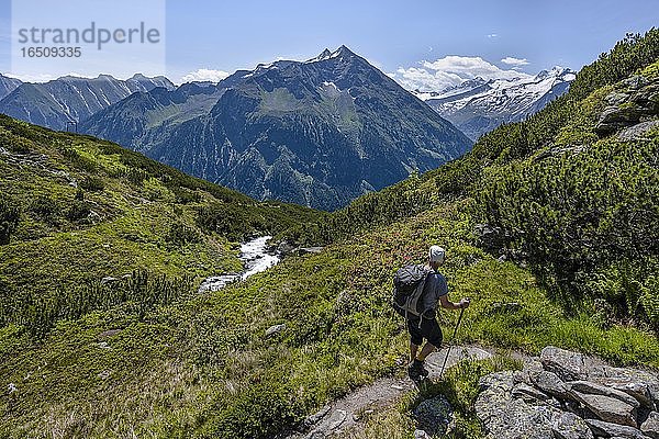 Wanderer auf Wanderweg  Berliner Höhenweg  mitte Großer Greiner  rechts Kleiner Hochsteller  Kälberlahnerspitze und Hochsteller  Zillertaler Alpen  Zillertal  Tirol  Österreich  Europa