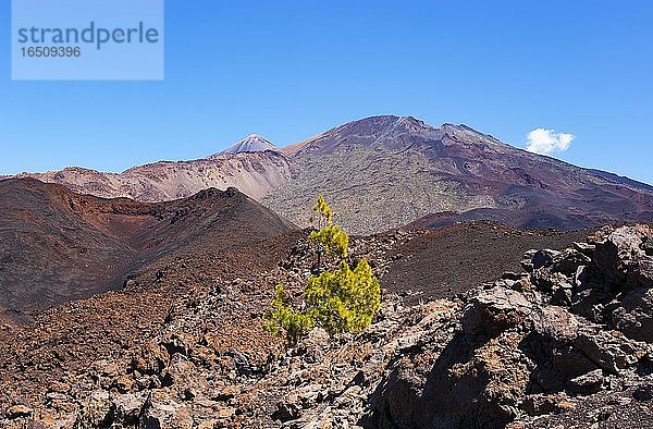 Kanarische Kiefern (Pinus canariensis) in Vulkanlandschaft  hinten Pico del Teide und Pico Viejo  Teide-Nationalpark  Teneriffa  Kanarische Inseln  Spanien  Europa